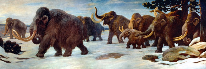 Wooly Mammoths